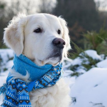 Cold Weather Tips for Pets